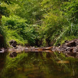 nature